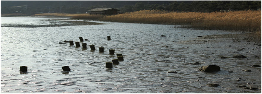 Bongam tidal flat in Masan Bay. Photo: Jung, Bong Chae