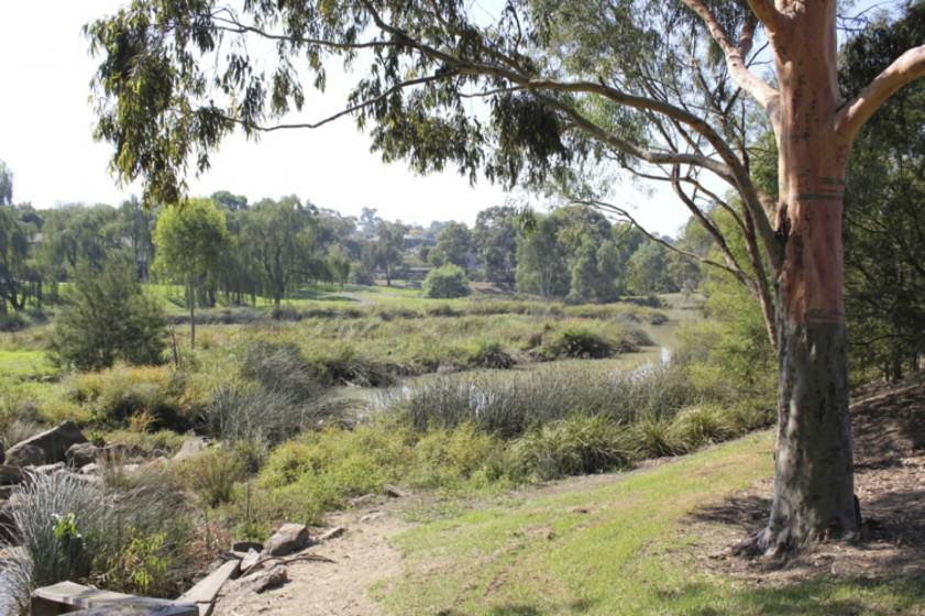 Constructed wetland in suburban Melbourne, Victoria, Australia. Photo: M. Dobbie