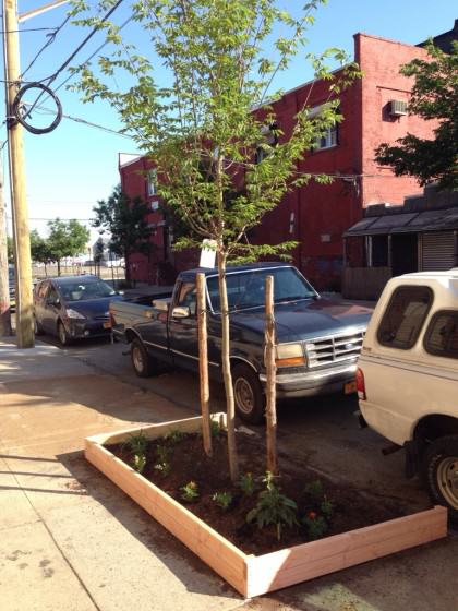 Tree with guard and plantings. Photo: Lindsay Campbell