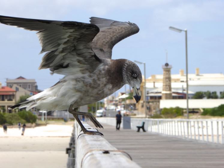 Long-distance seasonal visitors, like this Pacific Gull, make Semaphore their home and meld with the edges of its ecology