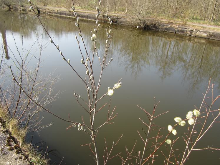 Spring comes to the Rochdale Canal towpath