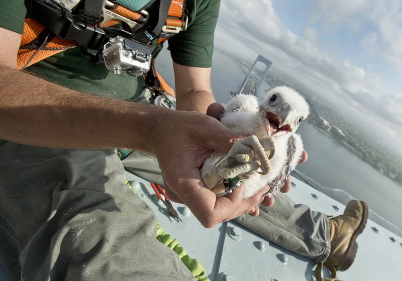 10) Falcon chick. Credit Metropolitan Transportation Authority of the State of New York