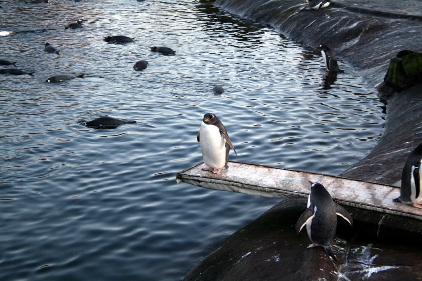 15) Penguins at Edinburgh Zoo. Credit Glen Bowman