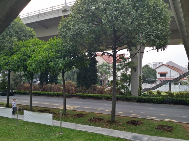 8) Multi-species avenue in Singapore