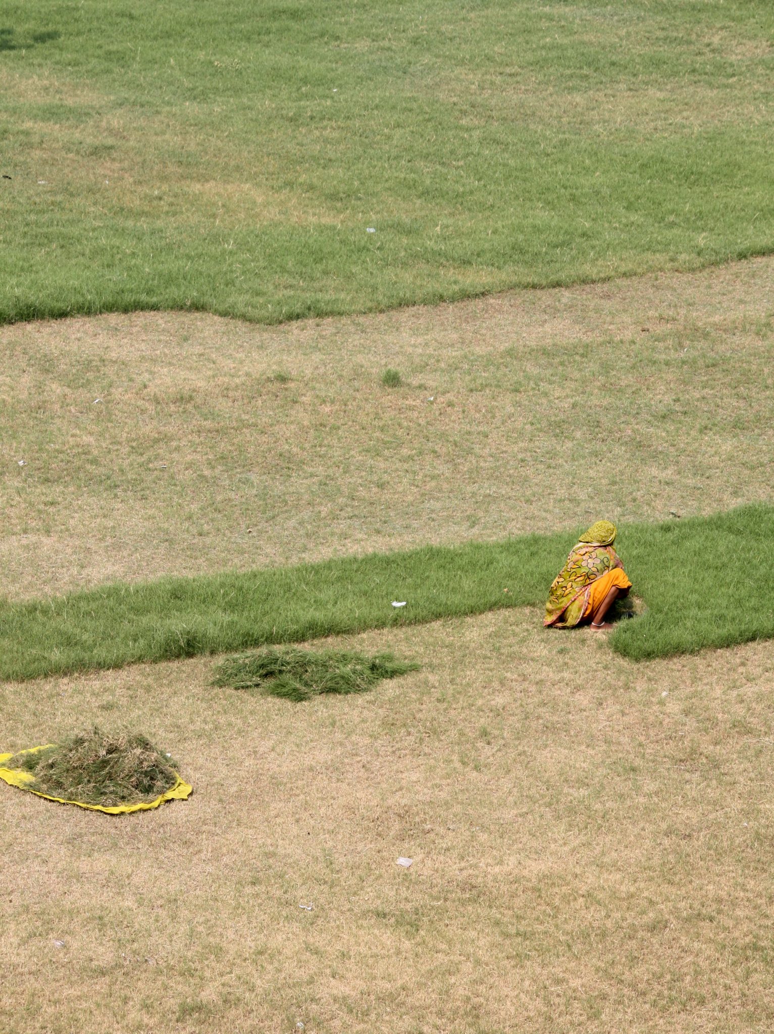 Cutting and harvesting grass outside the Taj Mahal, Agra. Photo (copyright): David Maddox