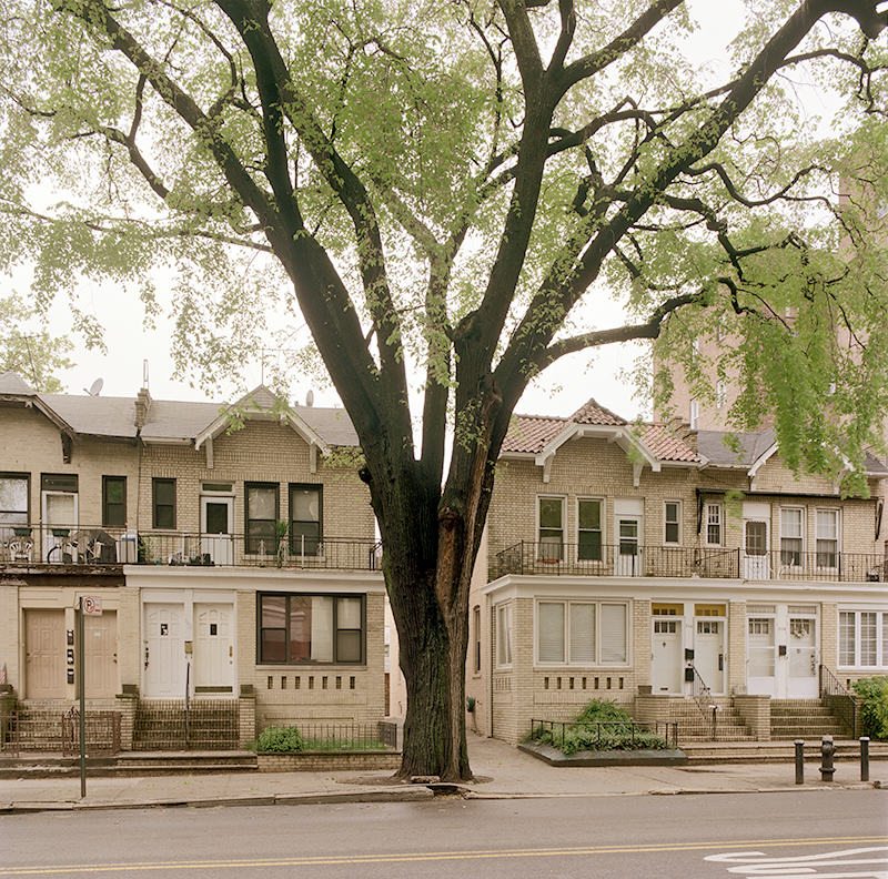 American Elm, Bay Ridge Brooklyn April 28, 2010. Copyright Benjamin Swett