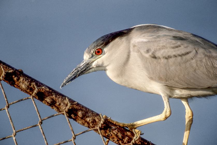 Black-crowned night heron Photo (copyright) Mike Feller