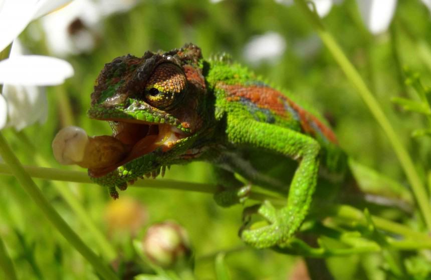 Cape Dwarf Chameleon