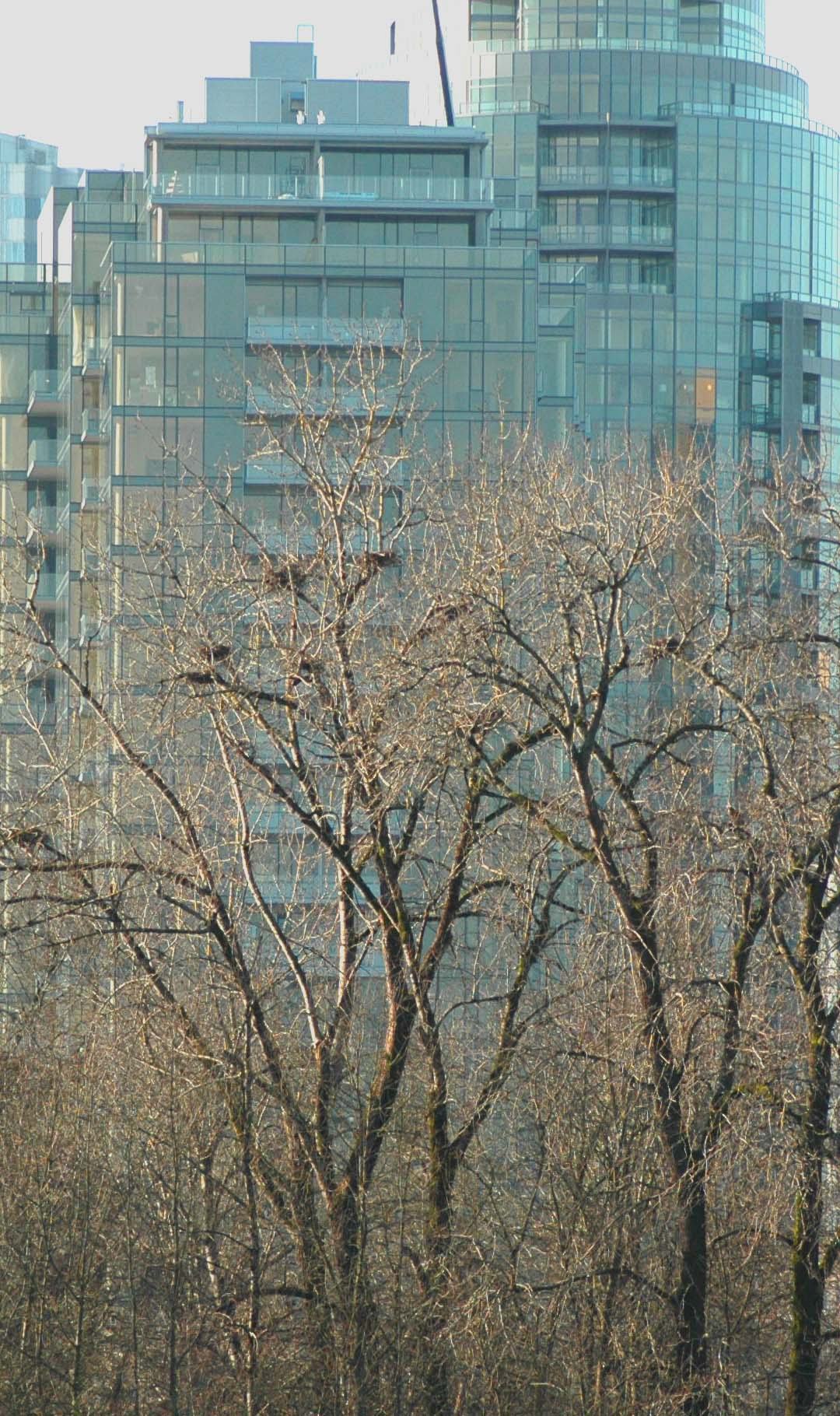 Condos,  Great Blue Heron Nests, Ross Island and South Waterfront Condominiums. Photo (copyright) Mike Houck