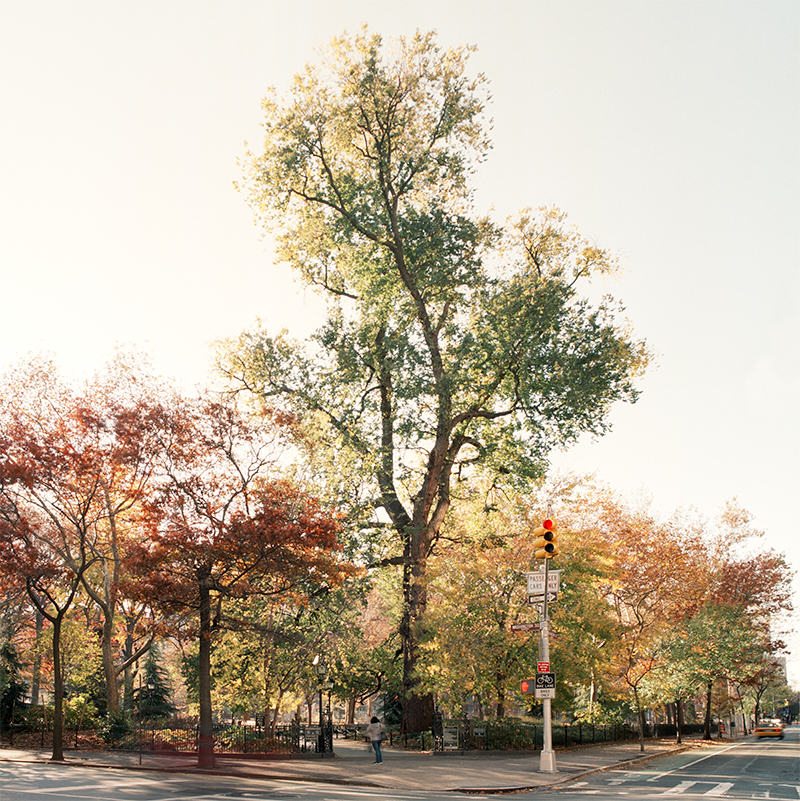 English Elm. Washington Square Park, Manhattan. November 17, 2010. Copyright Benjamin Swett