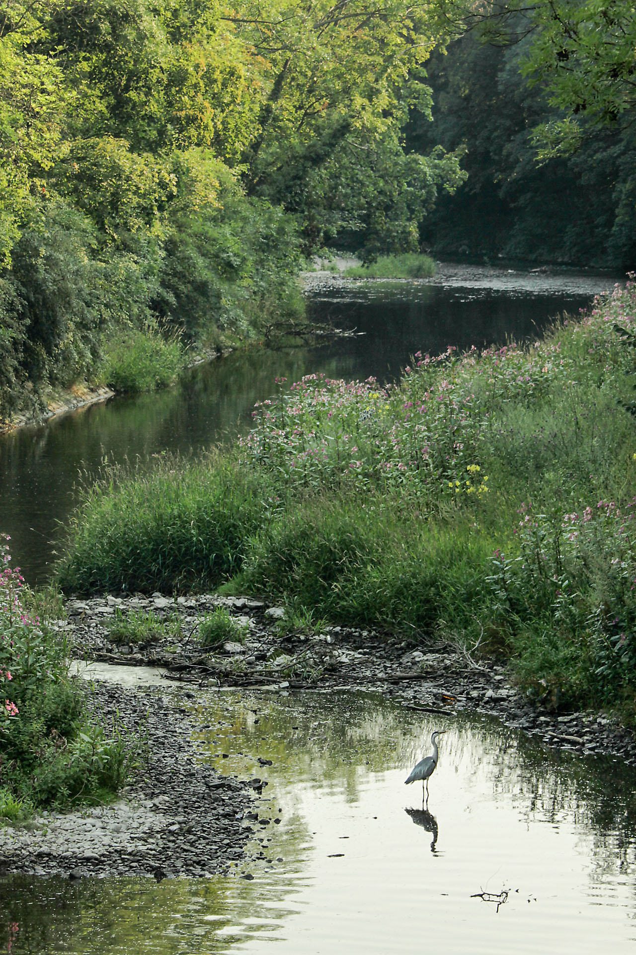 The flood canal, dug more than a century ago, today is not only a favorite local recreation destination but also the favorite hunting ground for herons. Photo (copyright) Monika Lawrence