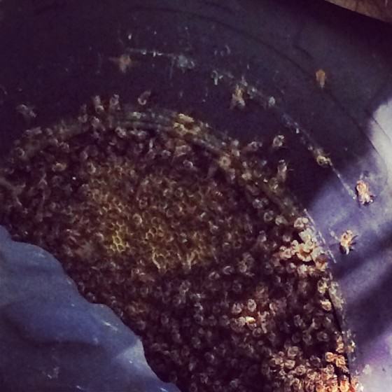 Honeybees in an old car tyre