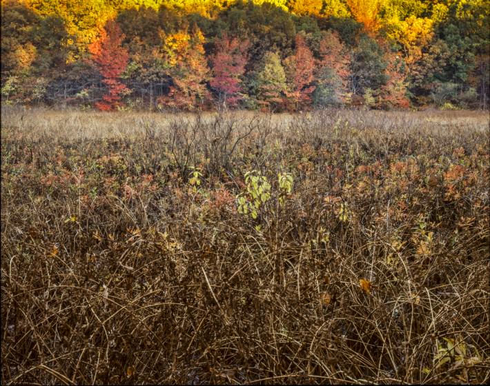 Islington Pond. Photo (copyright) Mike Feller