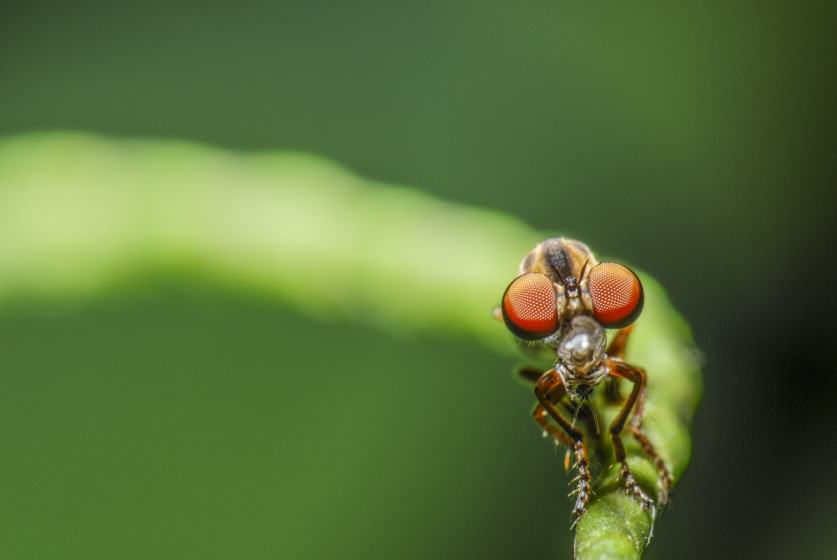 Robber fly. Photo (copyright) Mike Feller