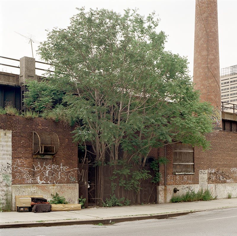 Tree of Heaven, 30th Street at 11th Avenue, Manhattan, May28, 2002. Copyright Benjamin Swett