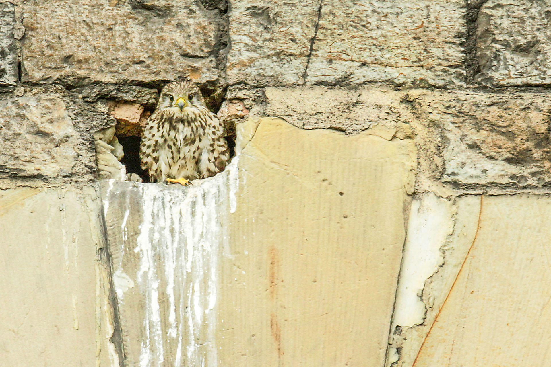 Young kestrel overlooking the city from his nesting cave in a historic building. Photo (copyright) Monika Lawrence