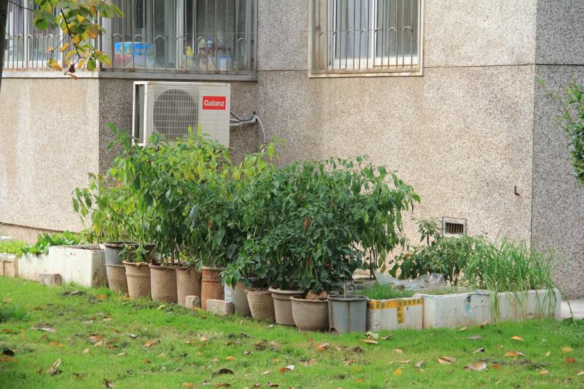 A spontaneous orchard on a lawn and a community orchard in the modern neighborhoods of Yangling