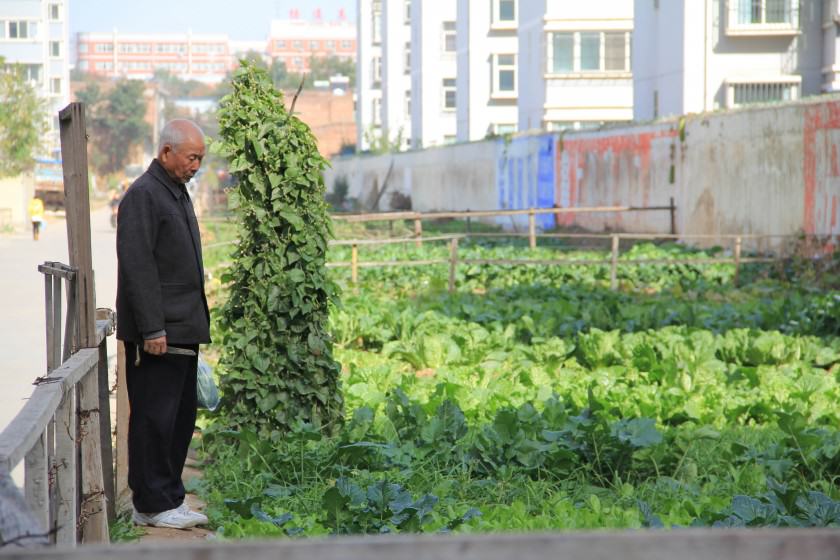 A spontaneous orchard on a lawn and a community orchard in the modern neighborhoods of Yangling