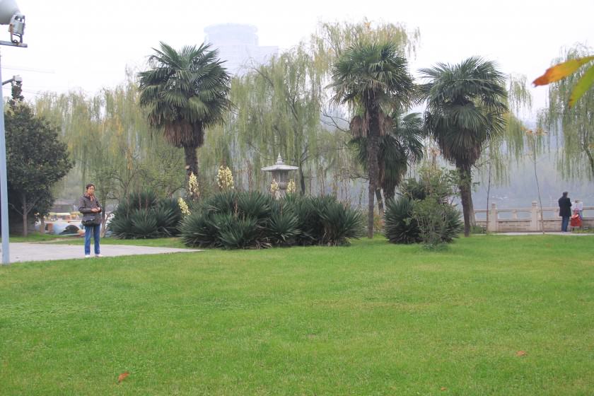 One of the public parks in Xian with manicured lawns and solo trees.