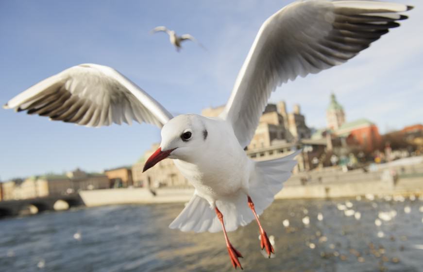 Urban Gull. By (copyright) Jonathan Stenvall