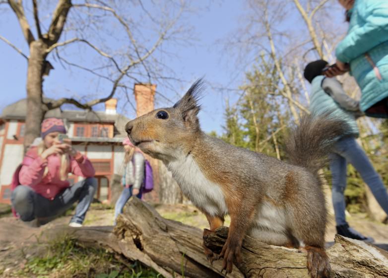 Urban Red Squirrel. By (copyright) Jonathan Stenvall.