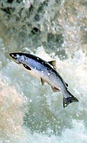 Chinook Salmon. Photo: Michael Wilhelm, Wilhelm Photography