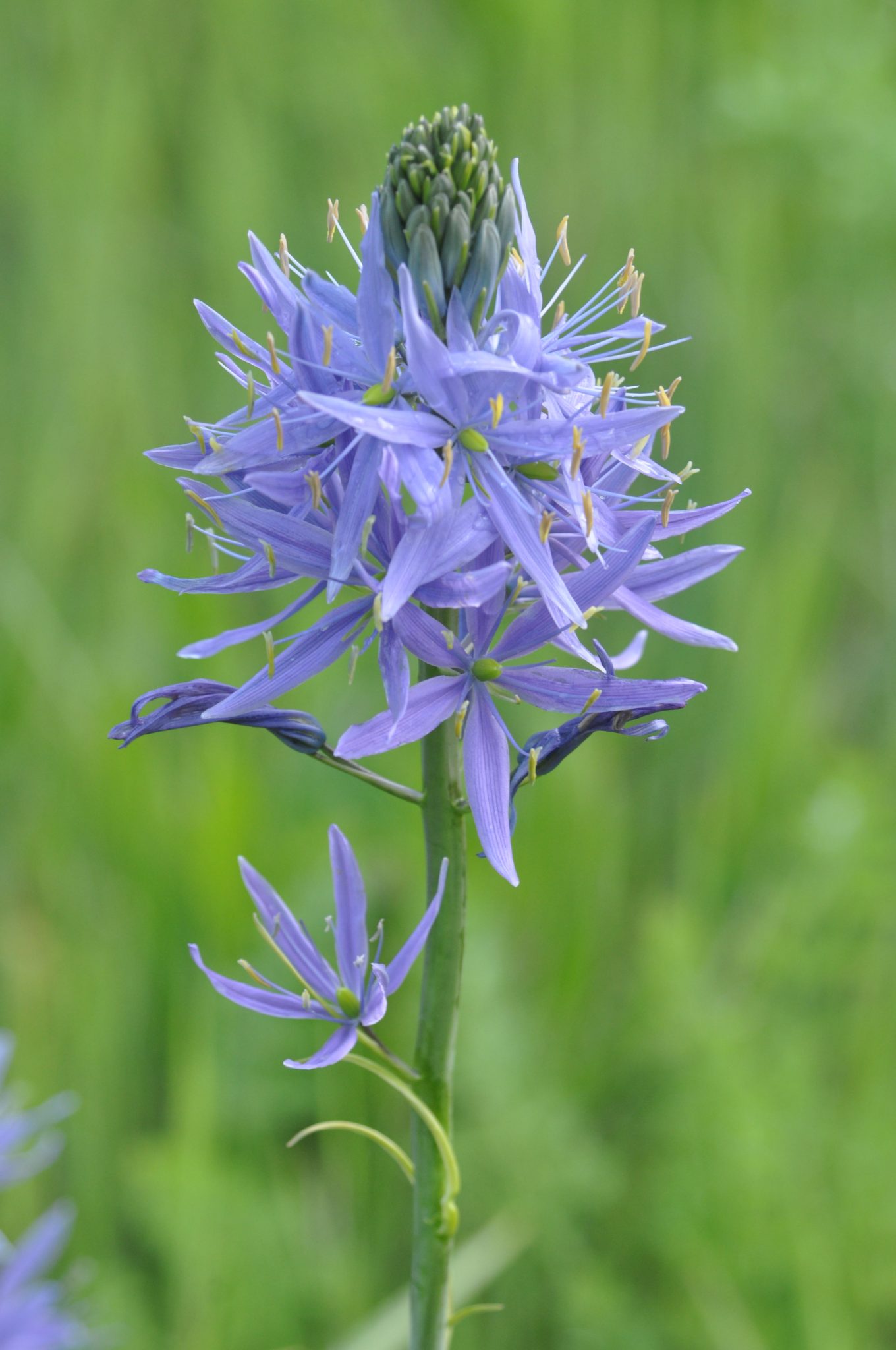 Camas. Photo: Mike Houck