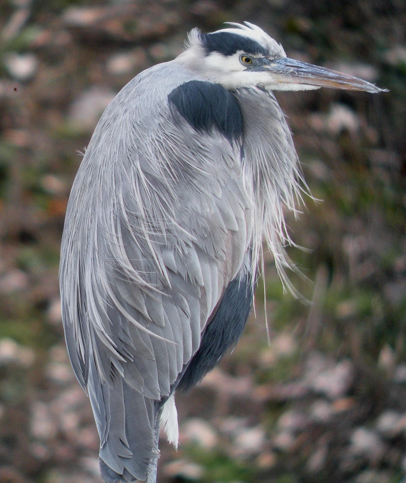 Great Blue Heron. Photo: Mike Houck