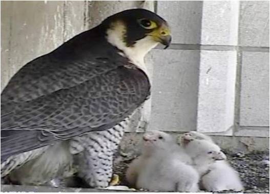 Faucons peregrines Images cameras IRSNB