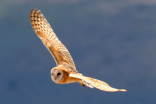 Barn Owl. Photo: Bob Lewis