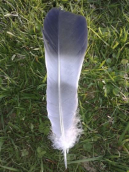 Pigeon feather. Photo: Chantal van Ham