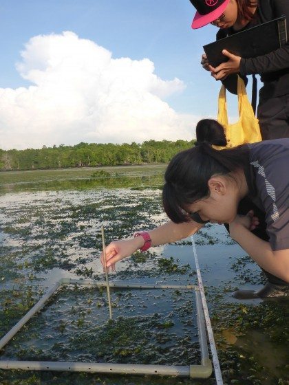 Seagrass monitoring