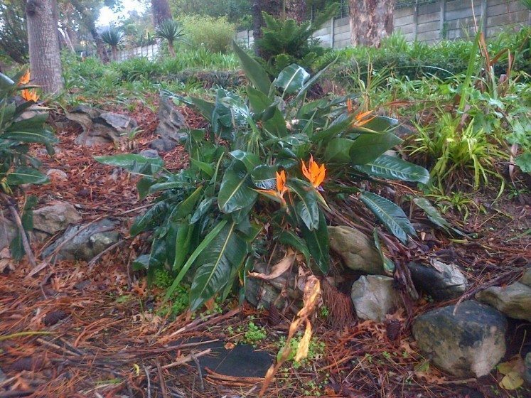 Strelitzia_TNOC photo