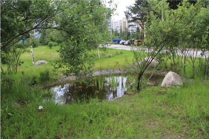 Rain Garden. June 2014