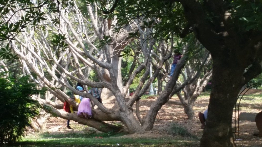 3. In the heart of the city, children engage in a time honored favorite activity - climbing trees!