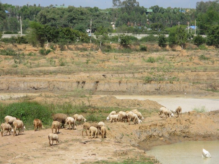 5. Goats grazing at a lake in Bangalore