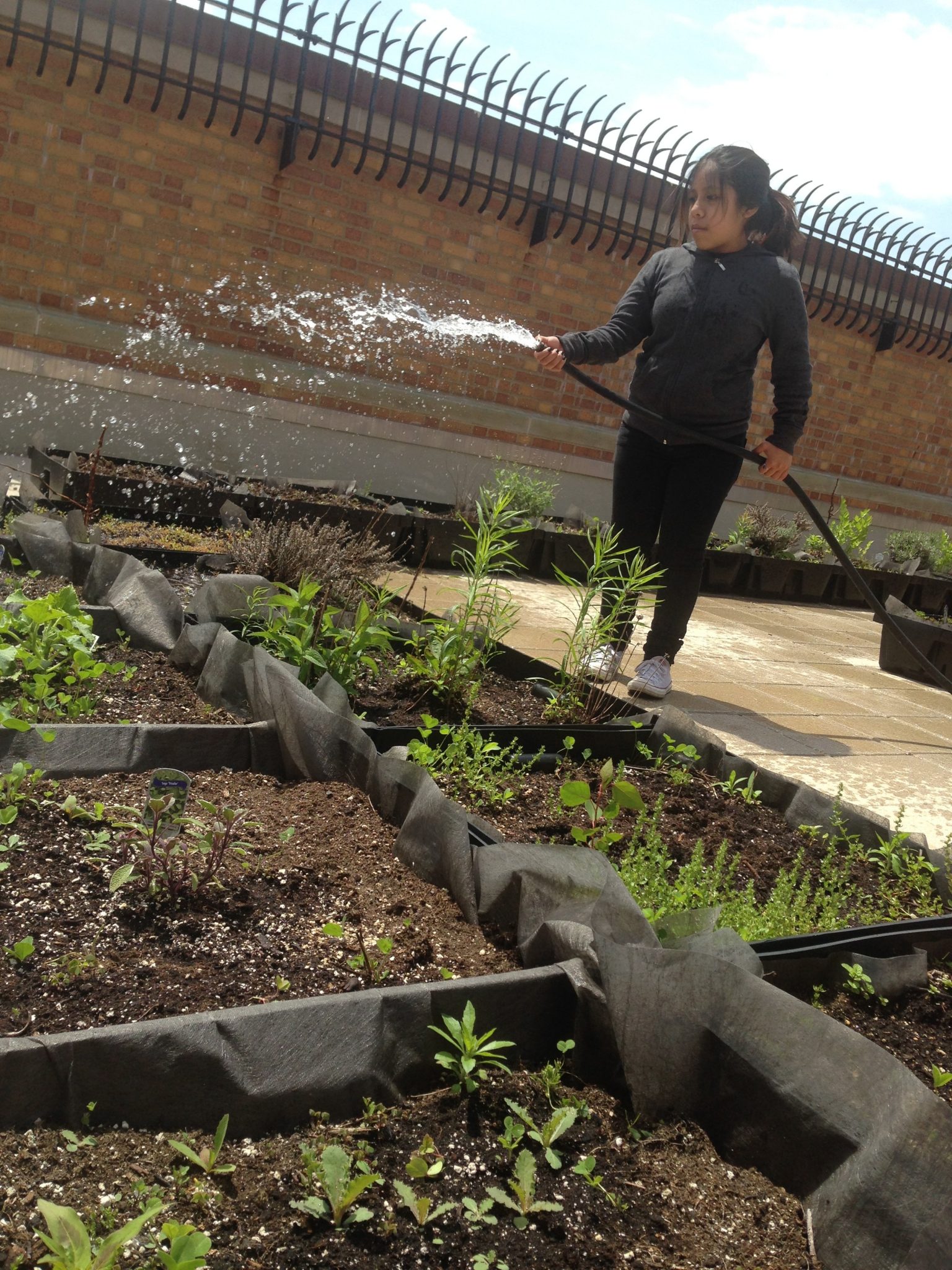 Global Kids Leader at William Cullen Bryant High School tending green roof garden, May2015