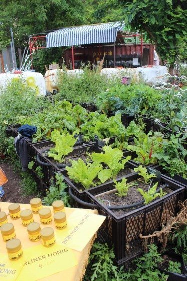 Langer Tag der Stadtnatur - Prinzessinnen garten, Berlin honig-min