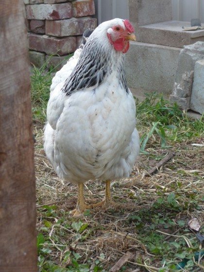 08 Backyard hen