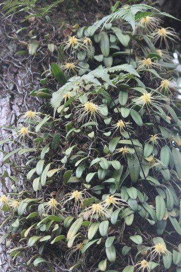 Bulbophyllum vaginatum (5)