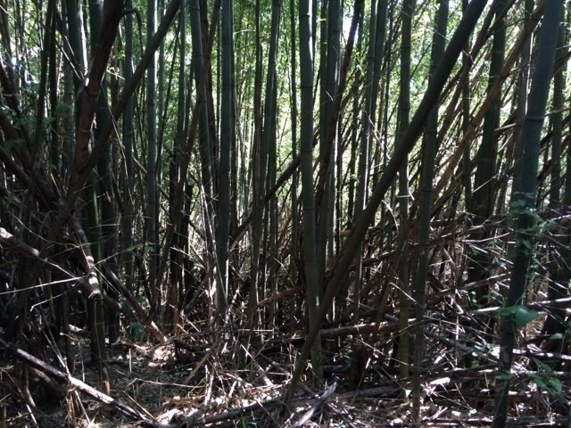 The problem of the forest, bamboo population is expanding