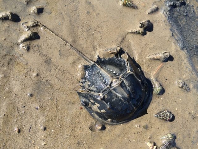 Horseshoe crab (Tachypleus tridentatus) found at low tide in. Photo: Tsuyazaki-higata