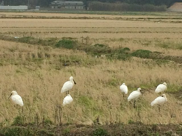 The migrating bird, Black-faced spoonbill, in winter time. Photo: Keitaro ITO