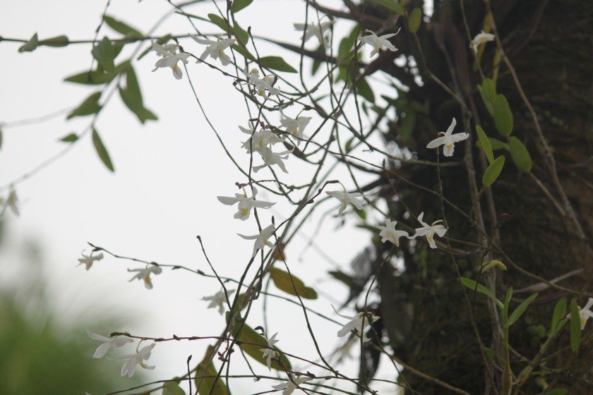 Pigeon Orchid IMG_2098