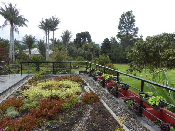 Green roof at the Botanic Garden Jose Celestino Mutis . Photo: Ana Faggi