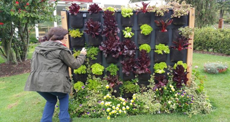 Cecilia Herzog taking a photo of an edible green wall at the Botanic Garden. Photo: Ana Faggi