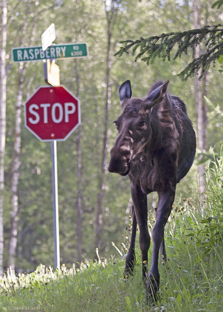 Anchorage’s human residents share their city with hundreds of moose, who must negotiate assorted urban challenges. Used with permission of Alaska Department of Fish and Game