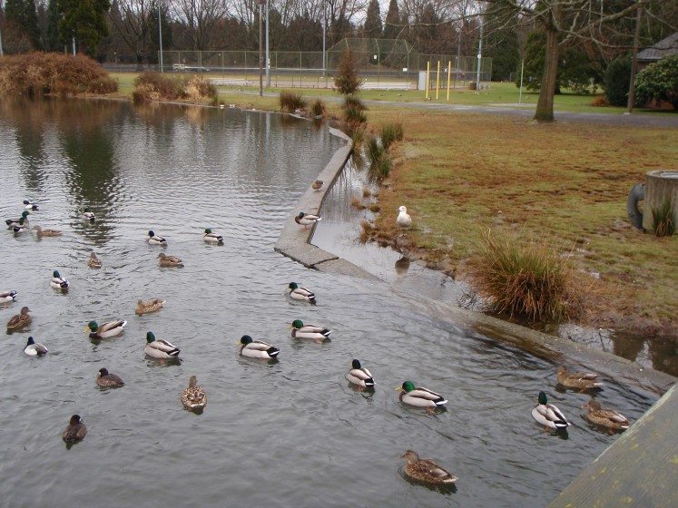 The city of Portland vowed to not limit its response to the listing of Chinook salmon and Steelhead trout to avoid "take" under the Endangered Species Act, but to enact policies and acdtions to recover the species. Westmoreland Park in Southeast Portland before restoration. Image courtesy, Portland Bureau of Environmental Services. 