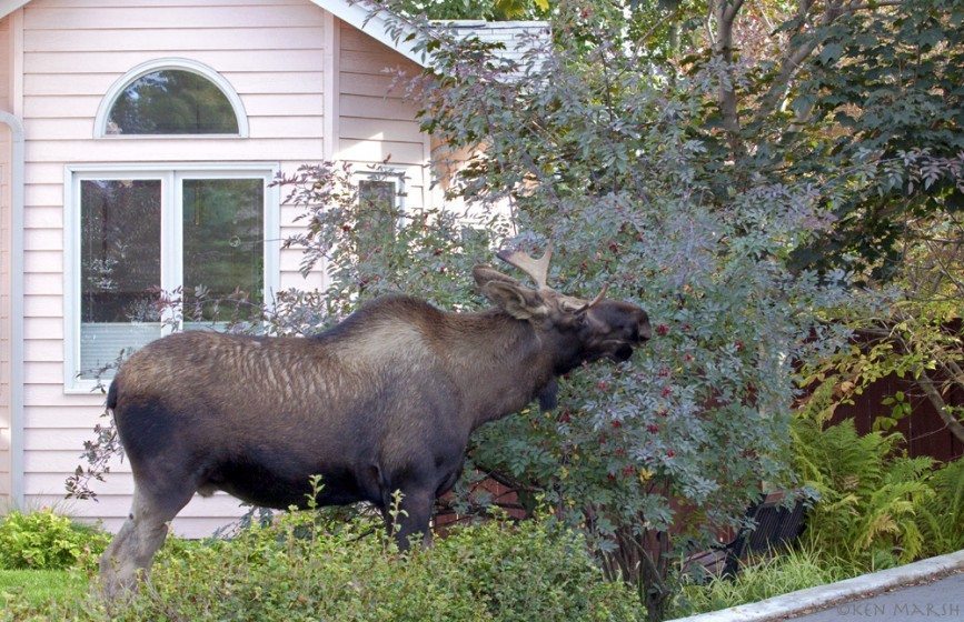 A moose dines on the fruit of an ornamental shrub in an Anchorage yard. Used with permission of Alaska Department of Fish and Game