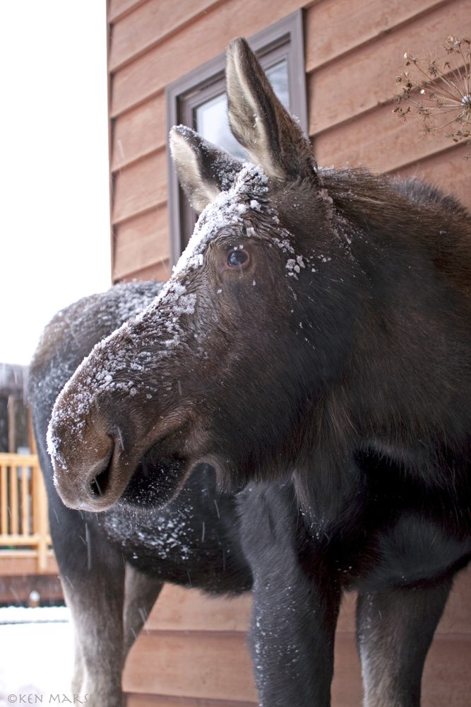 A young moose takes up temporary residence in the yard of an Anchorage homeowner. Used with permission of Alaska Department of Fish and Game